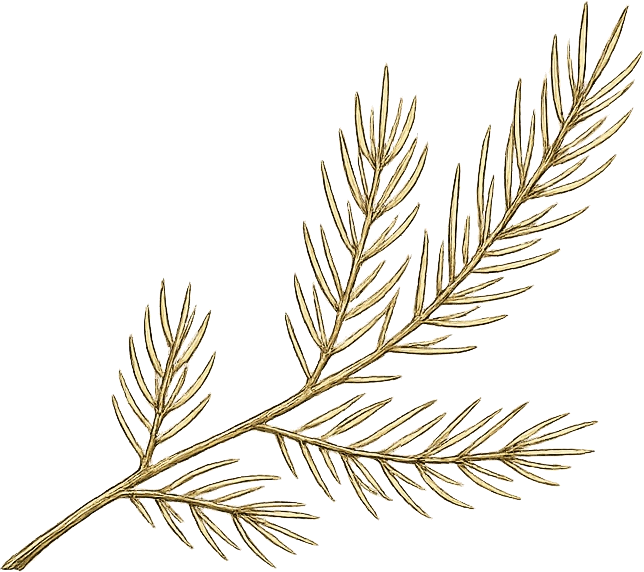 Pine branch illustration